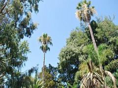 183 D35 PARC OLBIUS RIQUIER A HYERES_000004